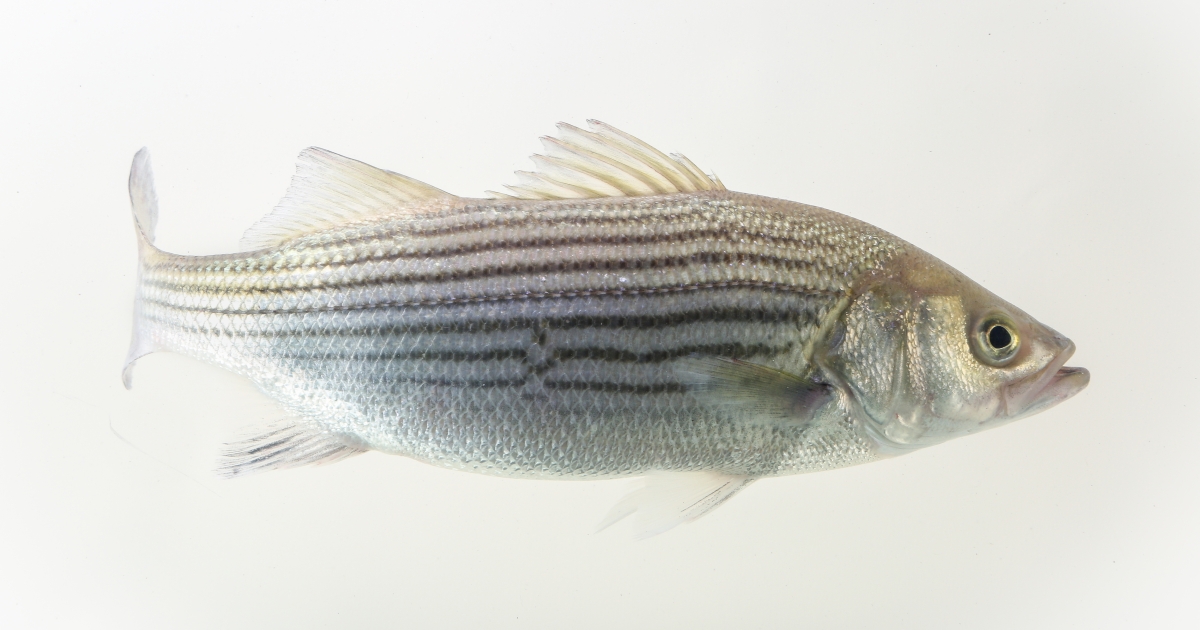 Rockfish (Morone saxatilis)  U.S. Fish & Wildlife Service