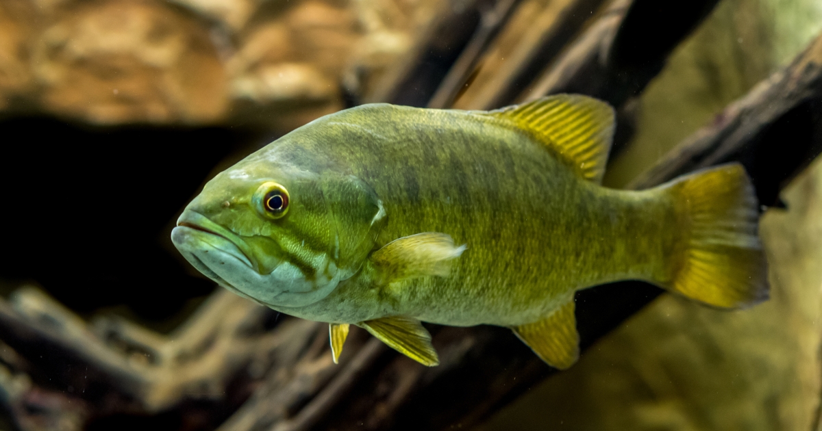 Smallmouth Bass (Micropterus dolomieu)