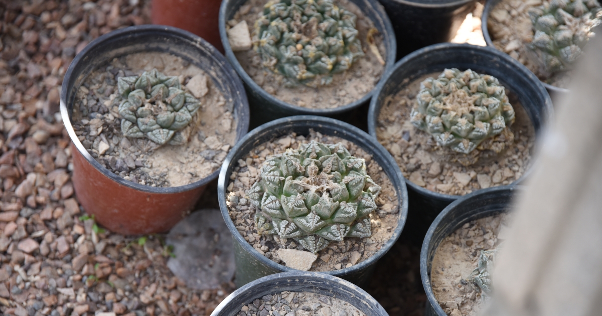 Catching cactus crooks | U.S. Fish & Wildlife Service
