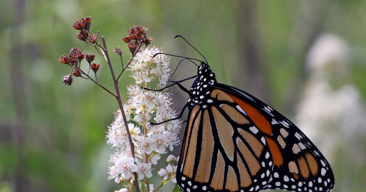 September At-Risk Species - Monarch Butterflies • Nebraskaland