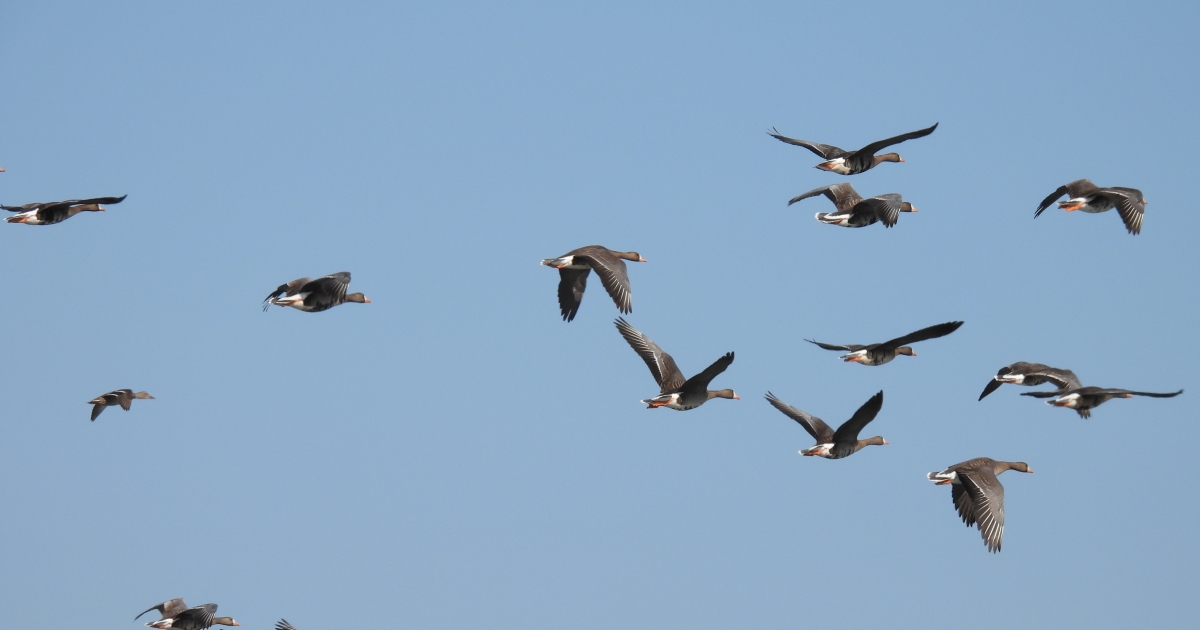 Arctic Geese Surveys | U.S. Fish & Wildlife Service