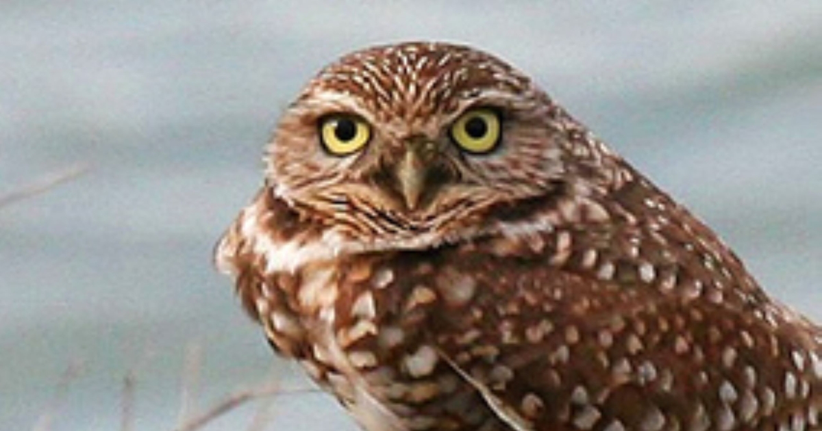 Burrowing Owl (Athene cunicularia) . Fish & Wildlife Service