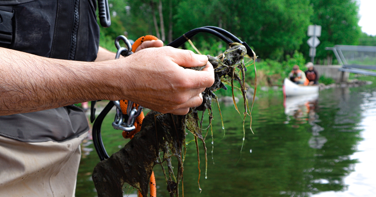 Rapid Response Funding to Combat Aquatic Invasive Species | U.S. Fish ...