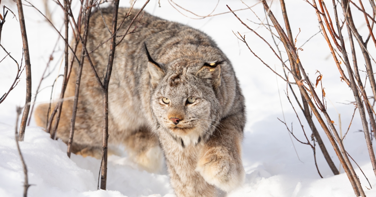 Canada lynx draft recovery plan available for public review & comment