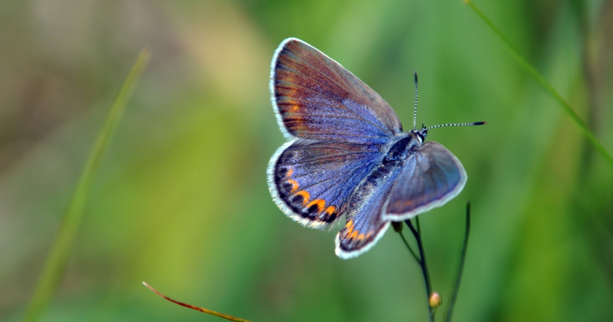 Karner Blue Butterfly (Lycaeides melissa samuelis) U.S. Fish