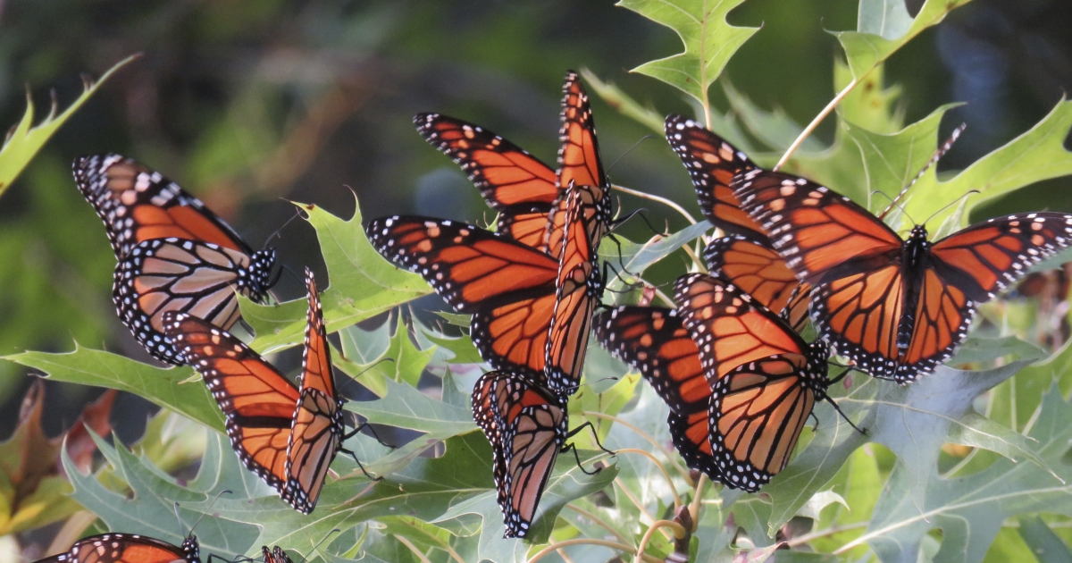 Listing Monarch Butterflies Under the… • Monarch Joint Venture