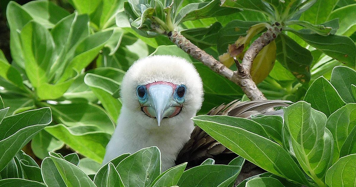 Trin forvridning kor Red-footed Booby (Sula sula) | U.S. Fish & Wildlife Service