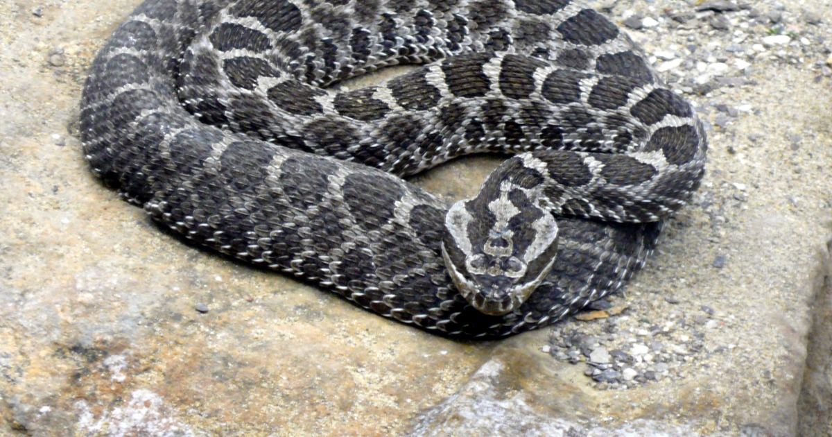 Are Massasauga Rattlesnakes Endangered?