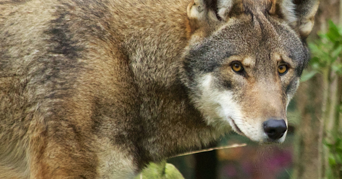 Red Wolf (Canis rufus) . Fish & Wildlife Service