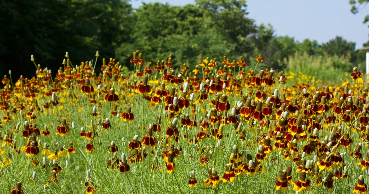 Tishomingo National Wildlife Refuge