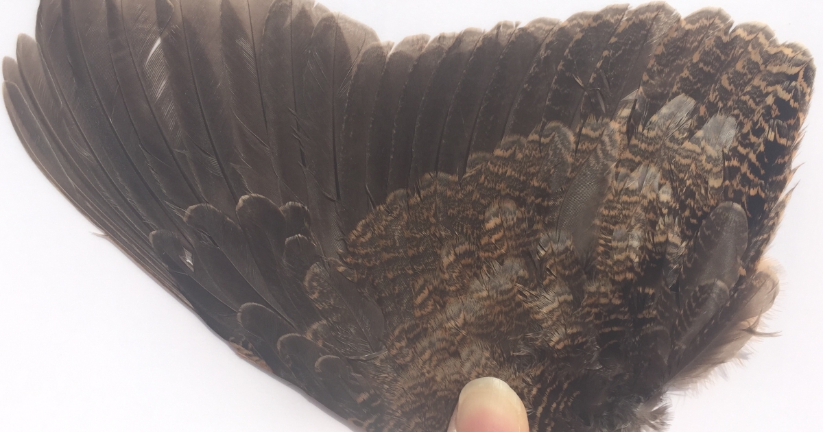 Migratory Bird Parts Collection Survey | U.S. Fish & Wildlife Service