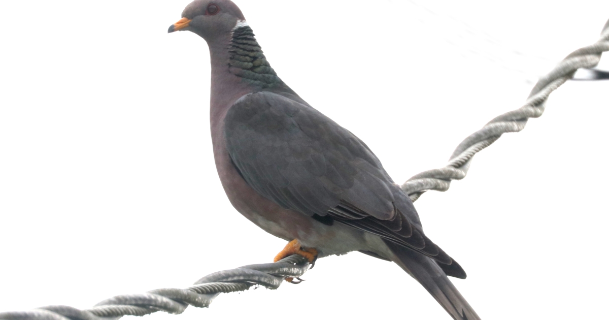 Band-tailed Pigeons | Trileigh Tucker