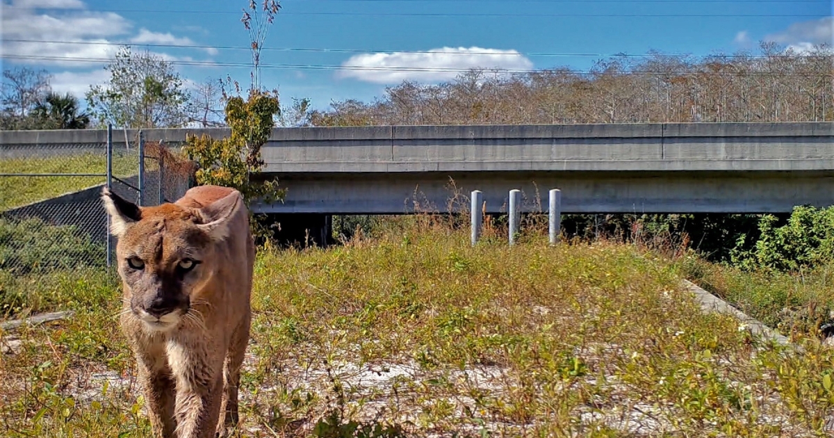 Service, landowners develop a Florida panther habitat conservation plan |  . Fish & Wildlife Service