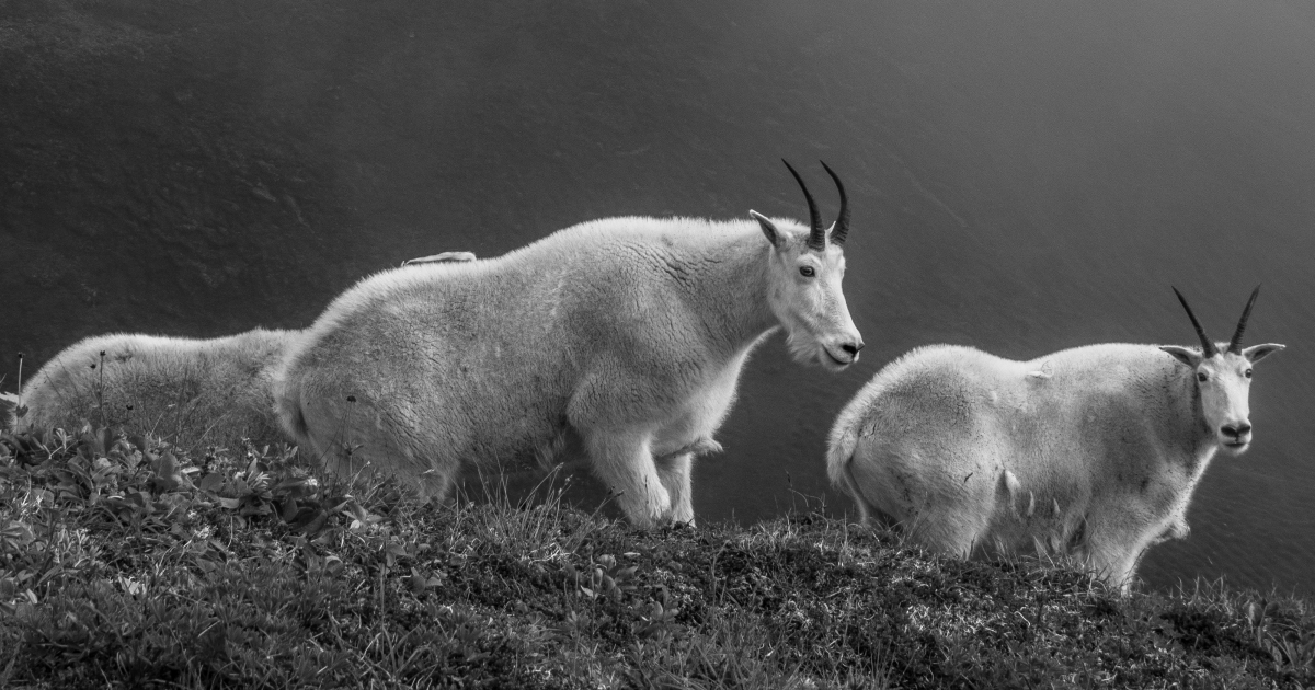 Mountain Goat Aerial Survey U.S. Fish & Wildlife Service