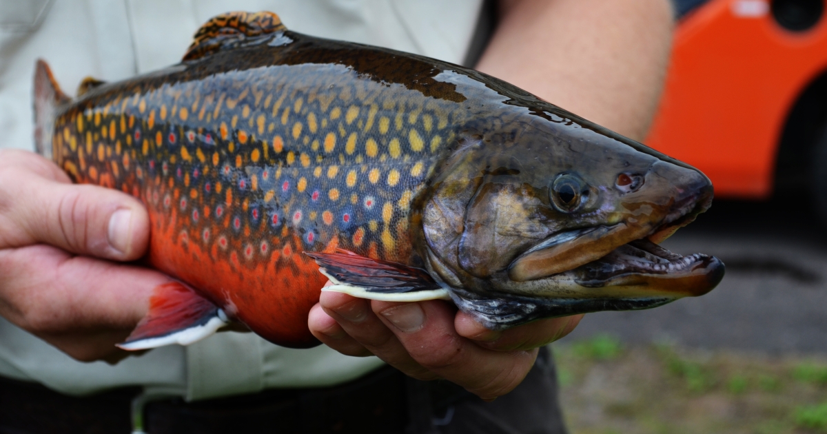 Schtein Fish Up a climate-stressed creek | U.S. Fish & Wildlife Service