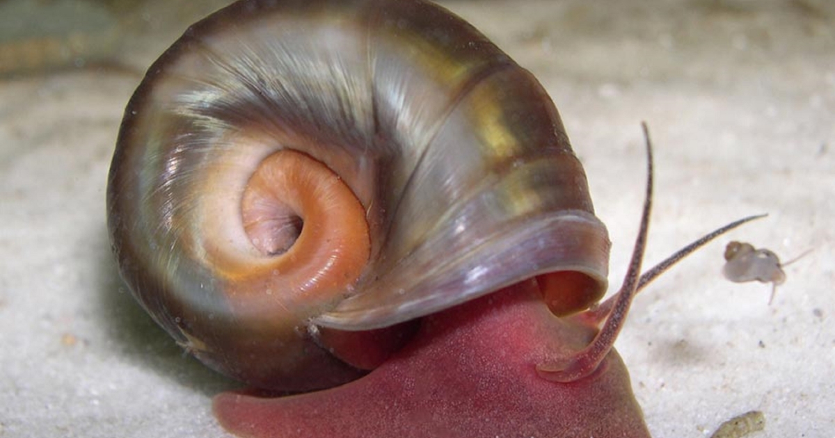 Fragua cuadrado En riesgo One man's mission to save a magnificent mollusk | U.S. Fish & Wildlife  Service