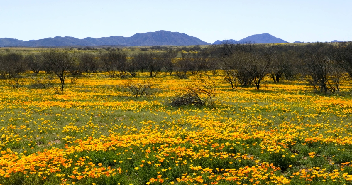 Buenos Aires National Wildlife Refuge