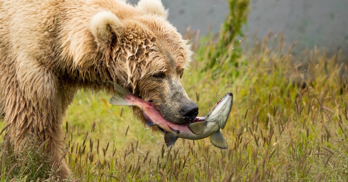 kodiak-brown-bear-ursus-arctos-middendorffi-u-s-fish-wildlife