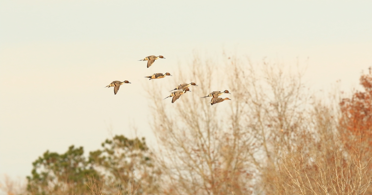 Upper Ouachita National Wildlife Refuge