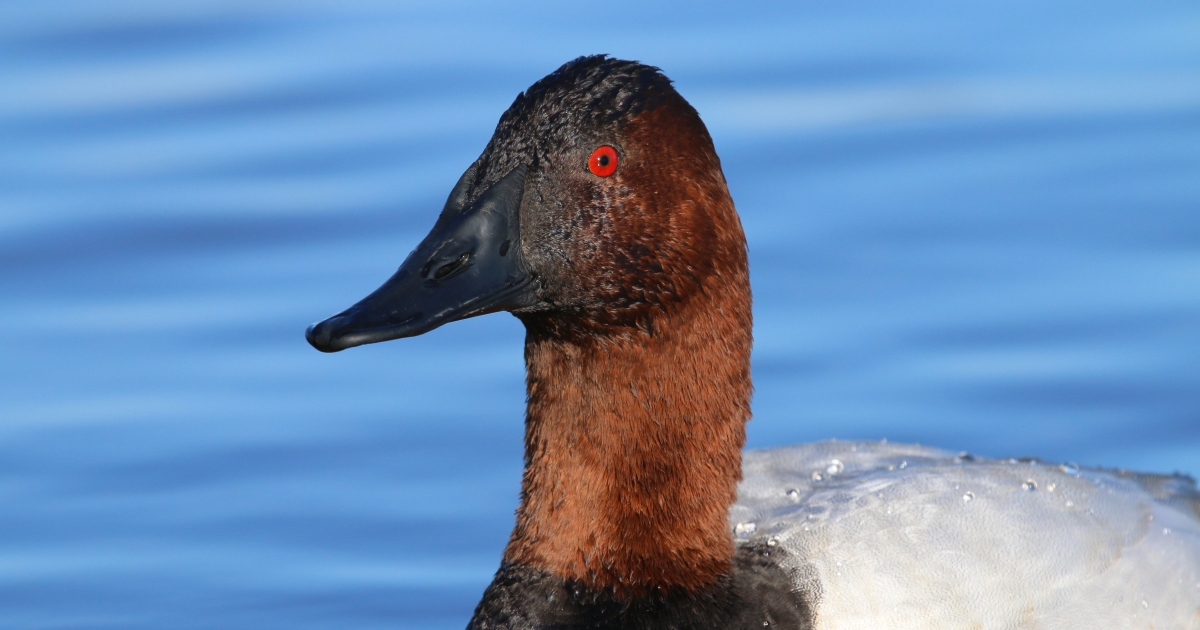 Canvasback (Aythya valisineria) | U.S. Fish & Wildlife Service