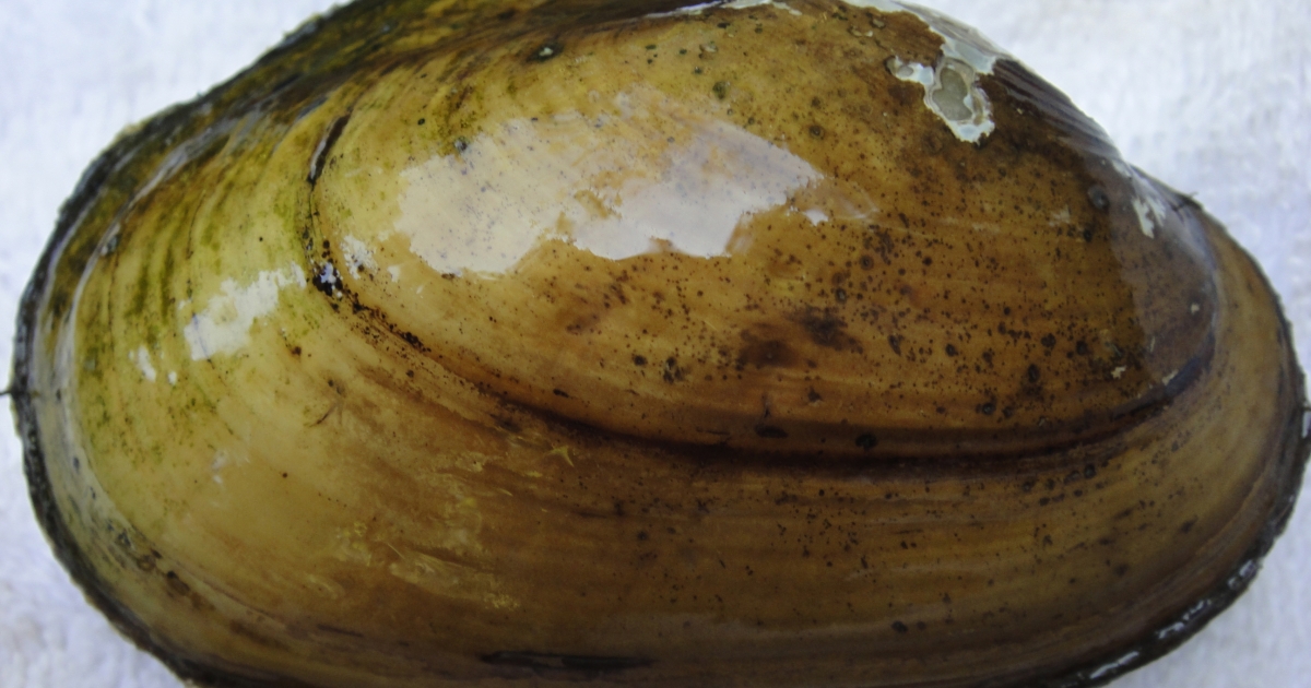 Arkansas Fatmucket (Lampsilis powellii) | U.S. Fish & Wildlife Service