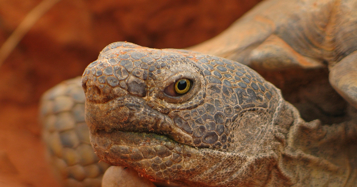 California Tortoise Adoption | Sulcata Rescue Ranch – XEXIF