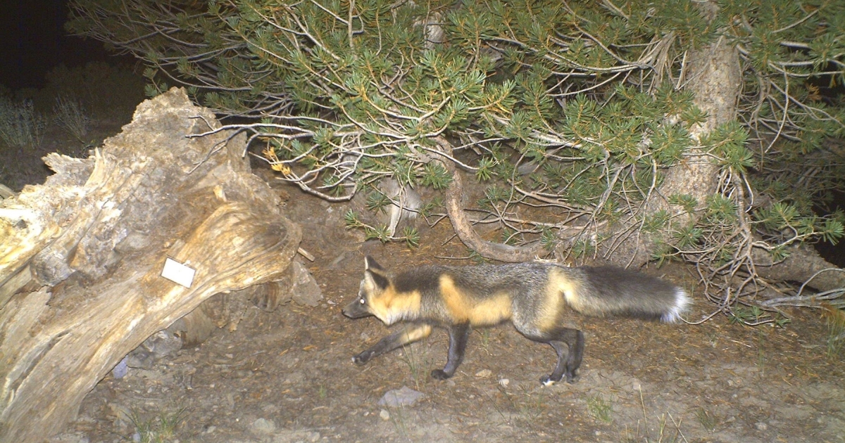 Sierra Nevada Red Fox (Vulpes vulpes necator) . Fish & Wildlife Service