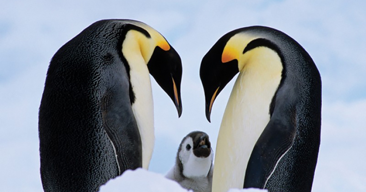 Emperor Penguin Gets Endangered Species Act Protections | U.S. Fish