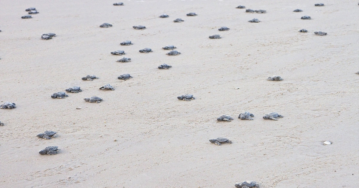 Sea Turtle Nesting Season Begins on the Texas Coast | U.S. Fish ...