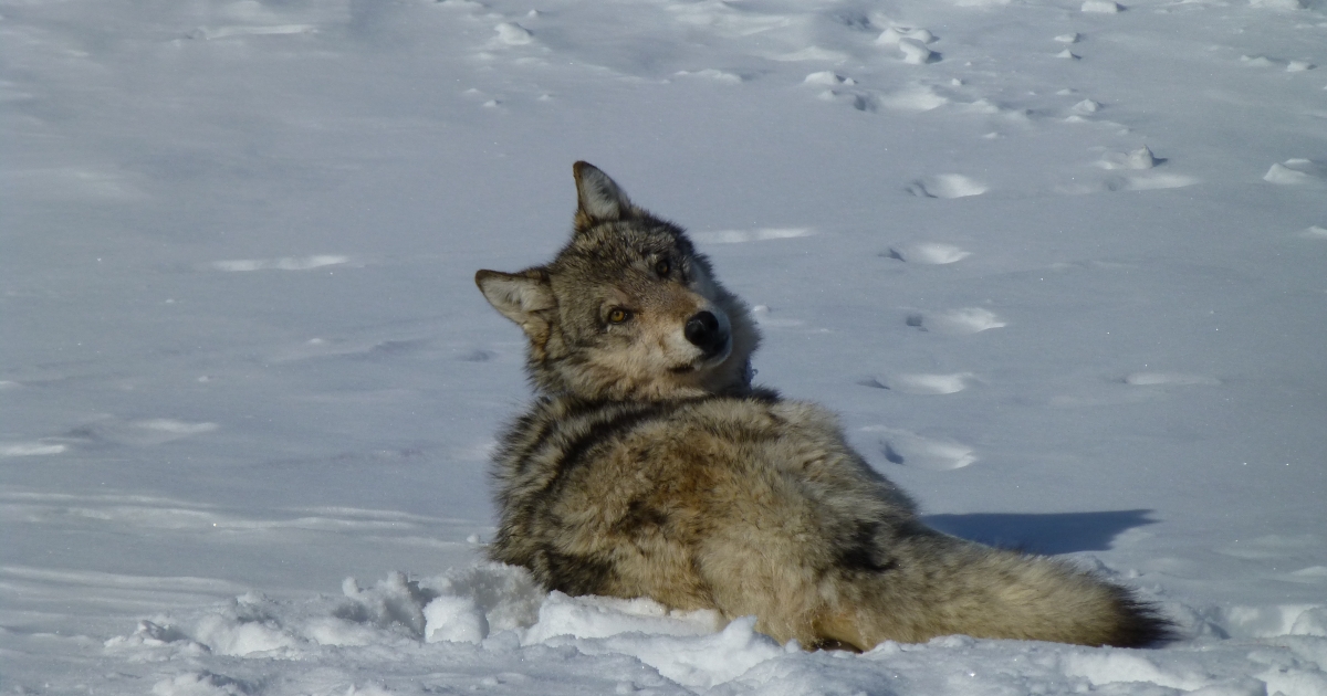 Gray Wolf (Canis lupus) . Fish & Wildlife Service