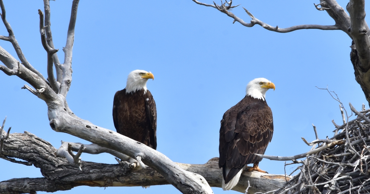 Eagles Across America . Fish & Wildlife Service