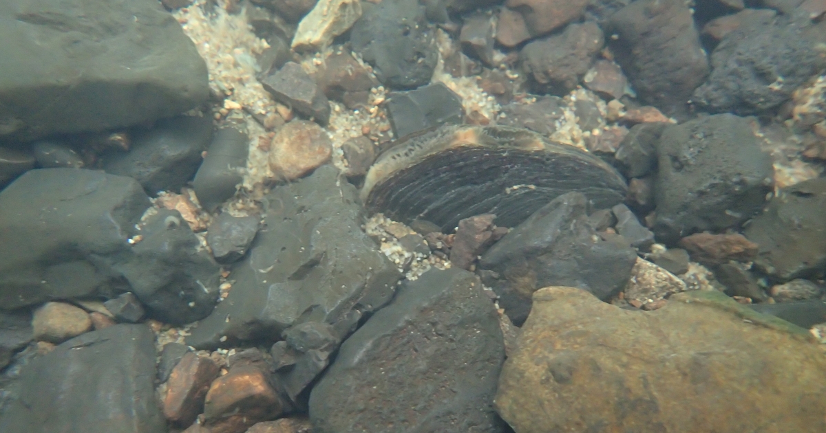Rare Alabama Mussel Now Federally Protected as Endangered, along with ...