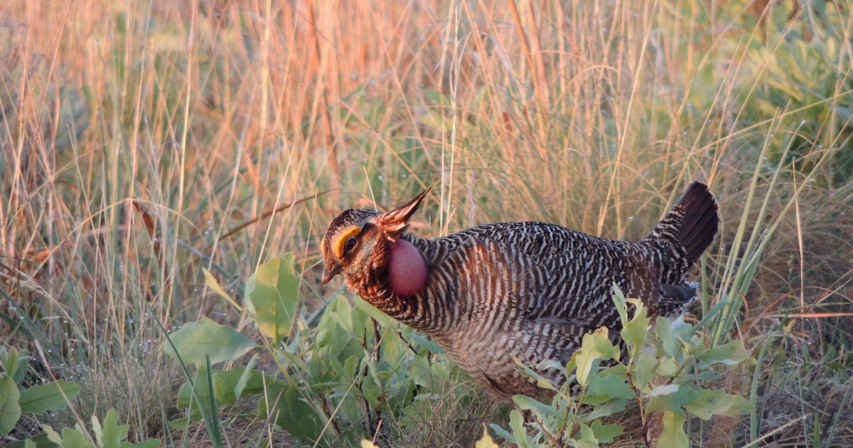 Lesser Prairie-Chicken Listing FAQs . Fish & Wildlife Service