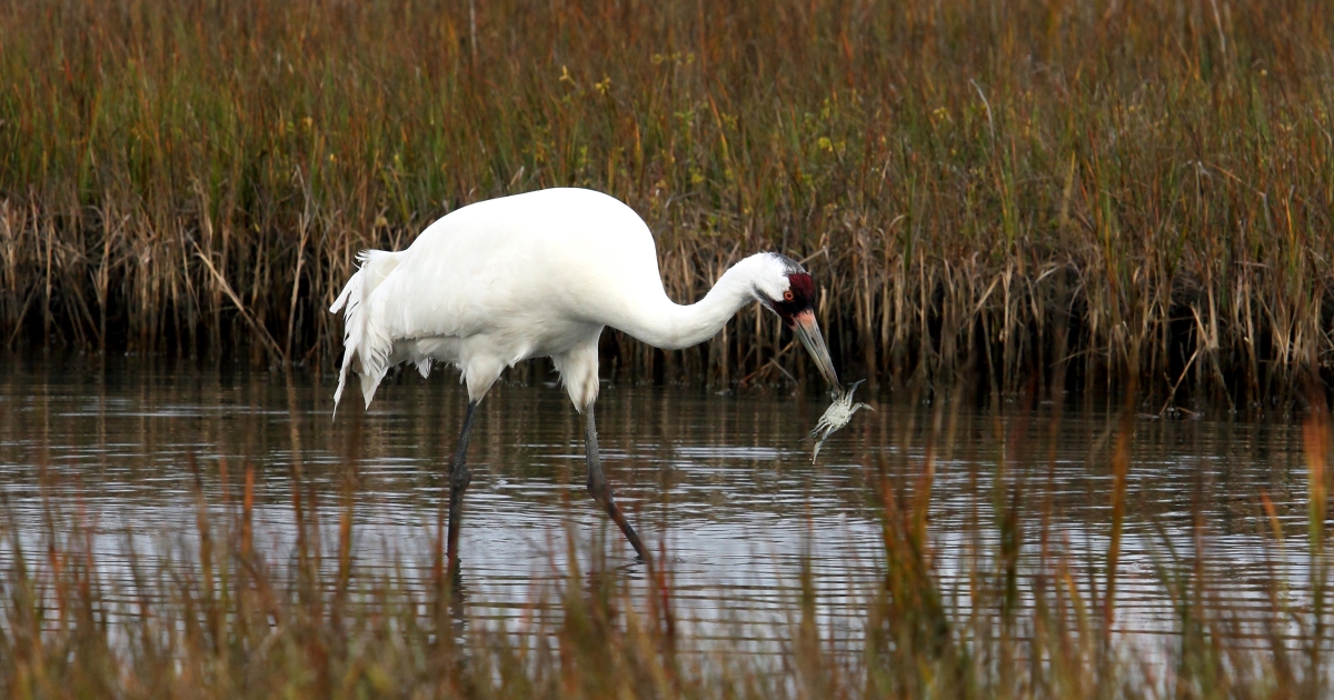 What Do Whooping Cranes Need to Survive in Their Habitat?  