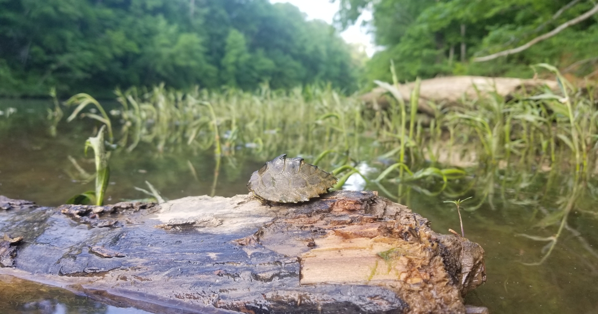Alabama Map Turtle (Graptemys pulchra) | U.S. Fish & Wildlife Service
