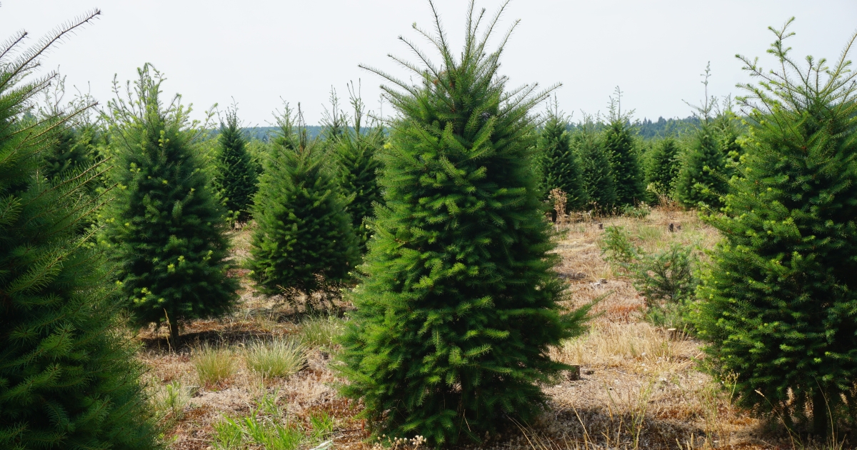 Bringing Back Native Prairie at a Washington Tree Farm | U.S. Fish ...