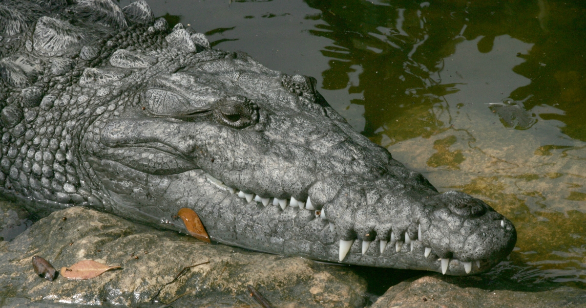 American Crocodile (Crocodylus acutus) . Fish & Wildlife Service