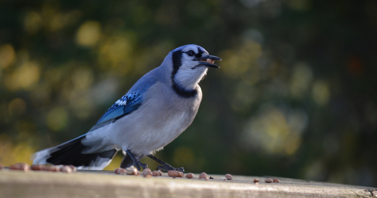 Blue Jay (Cyanocitta cristata) | U.S. Fish & Wildlife Service