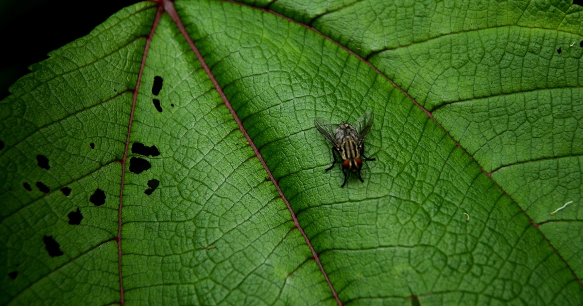 Deltawing Fly Insect Hawaiian Picture-wing Fly (Drosophila aglaia) | U.S. Fish & Wildlife ...