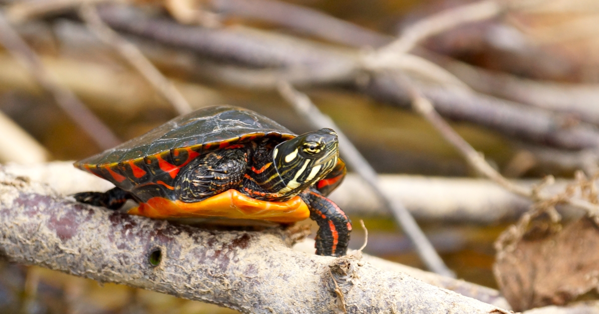 rygrad Forhandle hvorfor ikke Red-bellied Turtle (Pseudemys rubriventris) | U.S. Fish & Wildlife Service