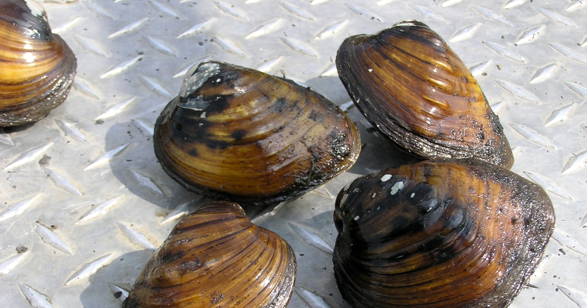 Draft recovery plan for four imperiled freshwater mussels