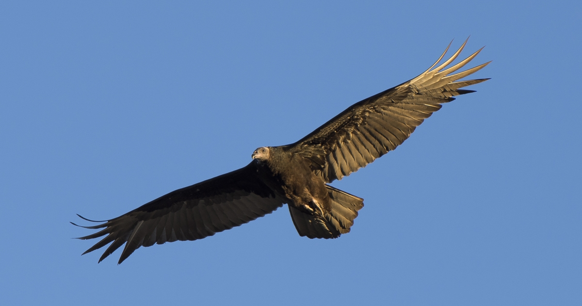 Turkey Vulture (Cathartes aura) | U.S. Fish & Wildlife Service