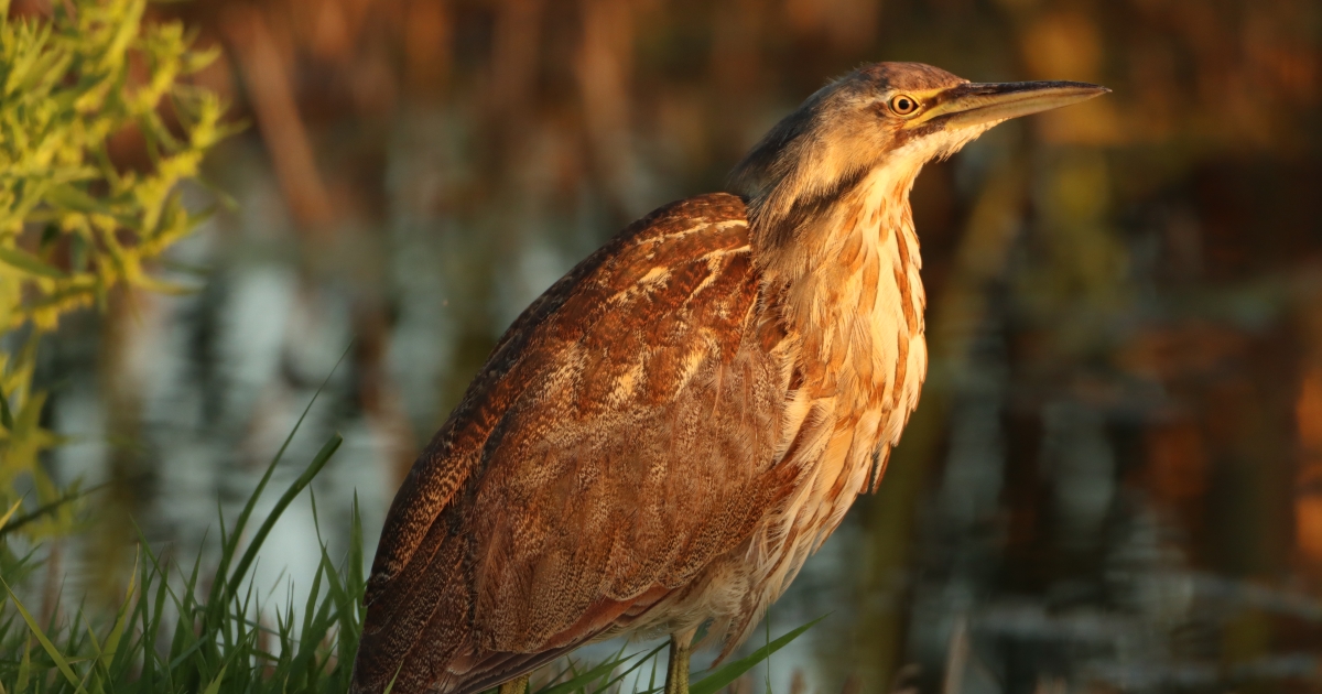 American Bittern