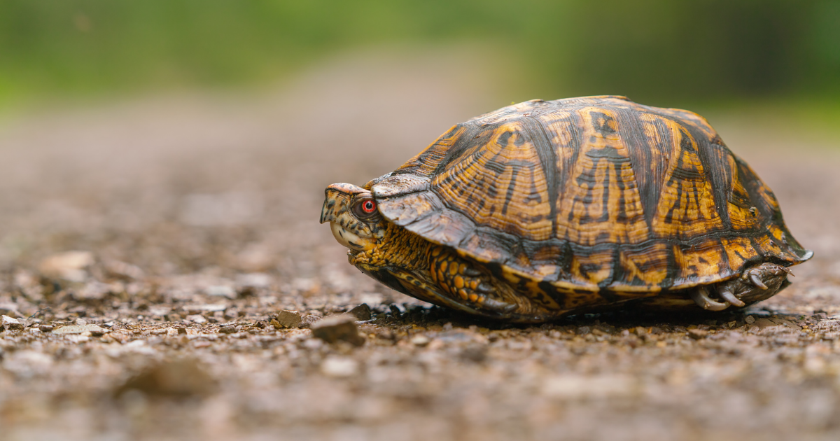 Smuggle Turtle Brothers sentenced for roles in conspiracy to smuggle native turtles ...