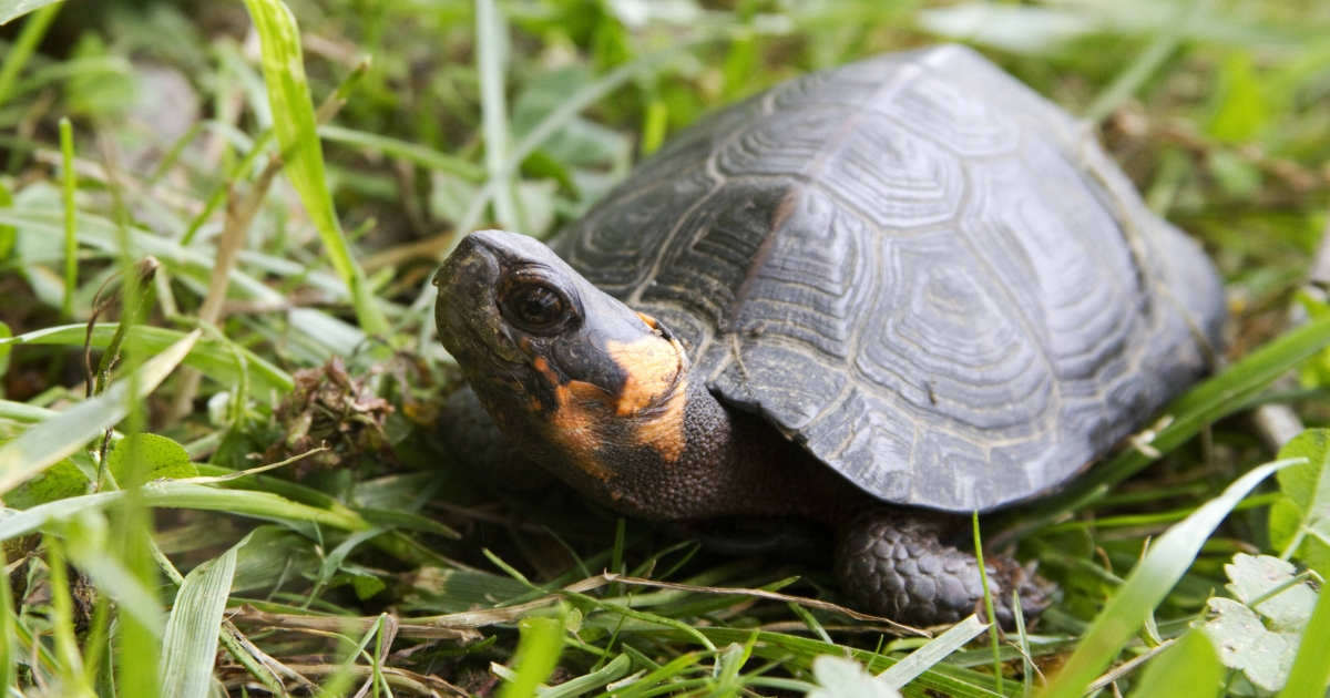 Bog turtles of the Highlands | U.S. Fish & Wildlife Service