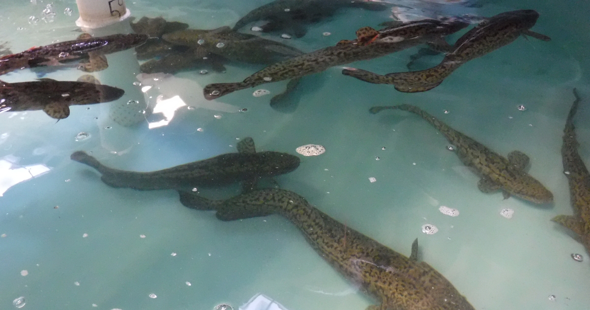 Burbot Across the Border | U.S. Fish & Wildlife Service