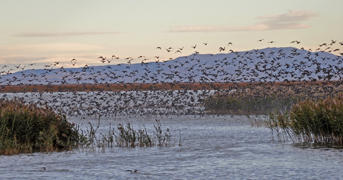 Prescribed Fire Fights Invasive Species at Bear River Migratory Bird Refuge | U.S. Fish & Wildlife Service