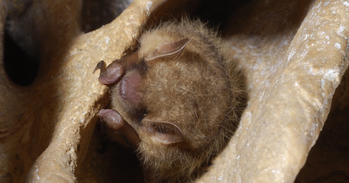 Sustainable Forest Management Tools for the Northern long-eared Bat and ...