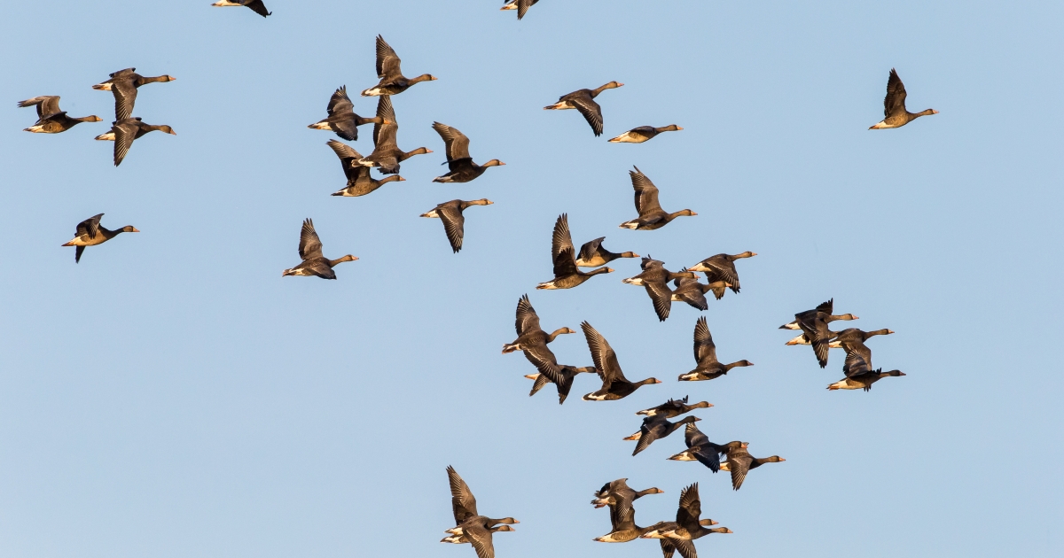 Recent bird sightings | U.S. Fish & Wildlife Service