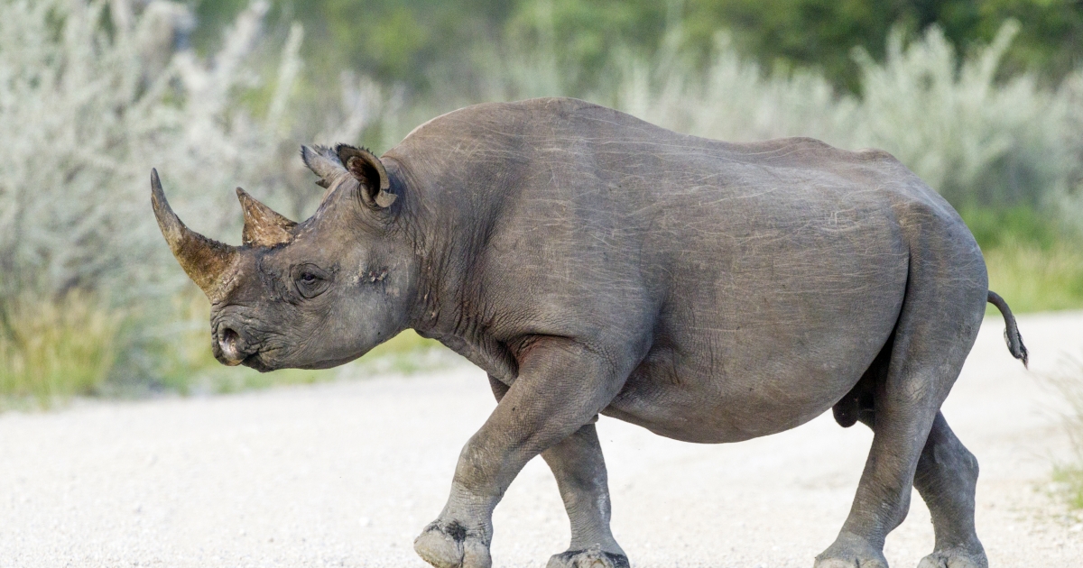 Черный носорог носорог. Носорог теплокровный. Широконосый носорог. Белый носорог фото. Белый носорог и бегемот.
